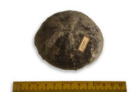 F 07051
<br/>
<br/>
<em></em>